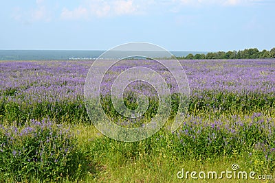 Lavender lants in the field, blooming Stock Photo