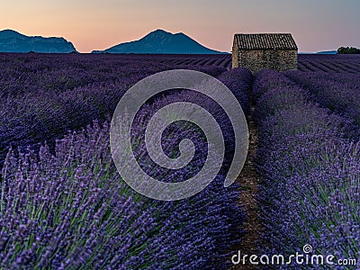 Pre sunrise Provencal landscape with mountains and endless Lavender fields Stock Photo