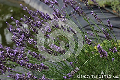 Lavender - Lavandula Stock Photo