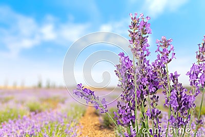 Lavender Stock Photo