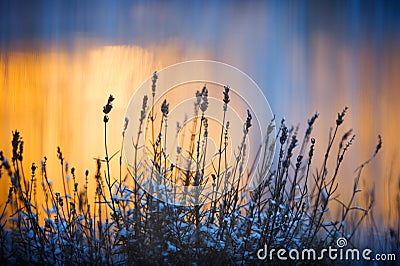 Lavenders in winter against window lights Stock Photo