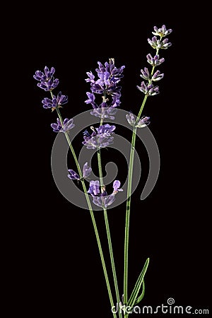Lavender Lavendula angustifolia Stock Photo
