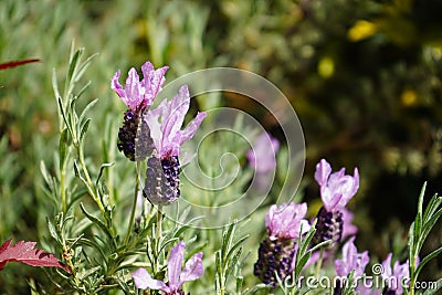 Lavender Lavendula Augustifolia Stock Photo