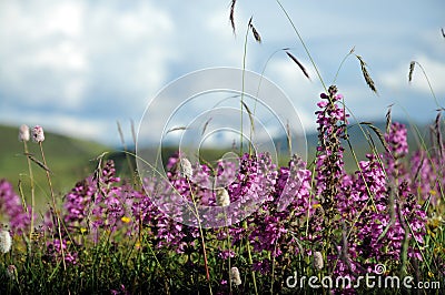 Lavender Stock Photo