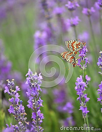Lavender and and mating butterflies Stock Photo