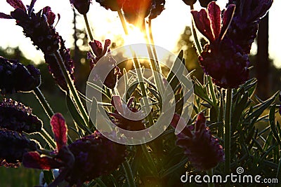 LAVENDER IN NATUR. MACRO PHOTO. FLOWER IN BACK LIGHT Stock Photo