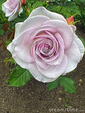 Lavender Petal Details at the Rose Garden Stock Photo
