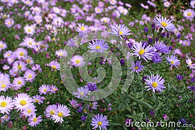 Lavender and pink flowers of Michaelmas daisies Stock Photo