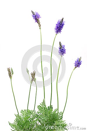 Lavender plant Stock Photo