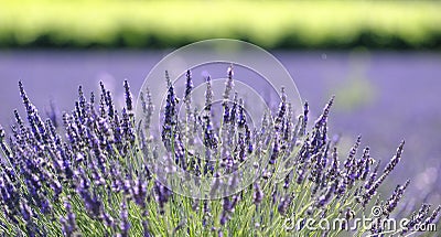 Lavender plant in bloom Stock Photo