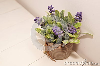 Lavender plant in a pot Stock Photo