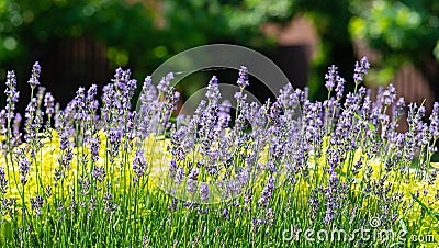 Lavender plants in blooming. Nature background Stock Photo