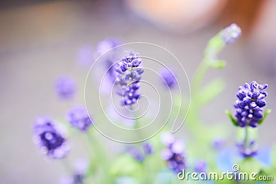 Macro Lavender in the Provance Stock Photo