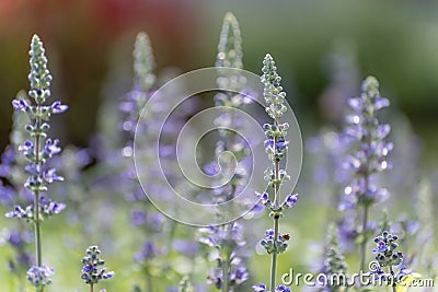 Lavender Stock Photo