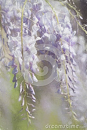 Lavender Purple Chinese Wisteria Blossoms Digitally Painted Stock Photo