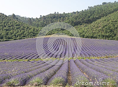 Lavender purple field before trees and hills Stock Photo