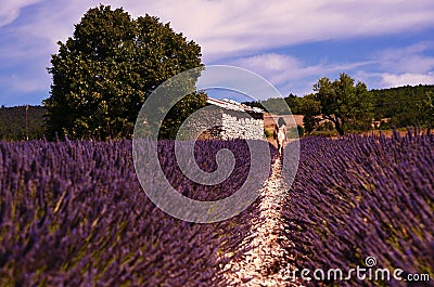 Lavender field, tree, an old barn and a woman Stock Photo