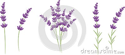 Lavender Stock Photo