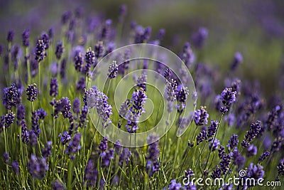 Lavender Stock Photo