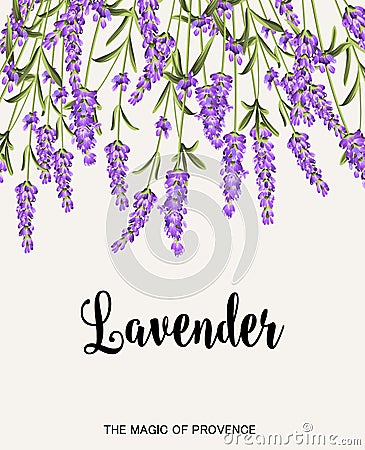 Lavender sign label Vector Illustration