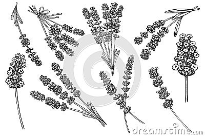 Lavender flower herbal ink sketch design element Vector Illustration