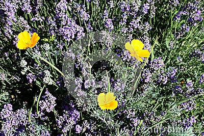 Lavender spike with bright yellow california poppies Stock Photo