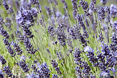 Lavender spike with opened and unopened flowers in purple and green Stock Photo