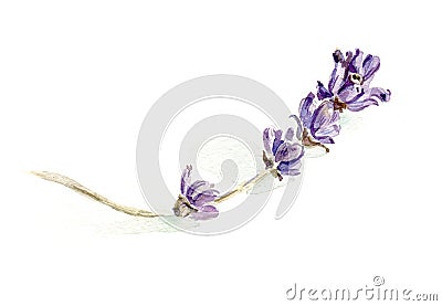 Lavender sprig Stock Photo