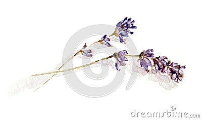 Lavender sprigs Stock Photo
