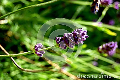 Lavender in stunning purple standing out from the grass. Stock Photo