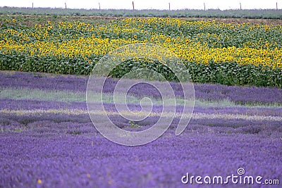 Lavender and sunflower field in Hitchin, England Stock Photo