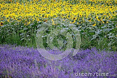 Lavender and sunflower field in Hitchin, England Stock Photo