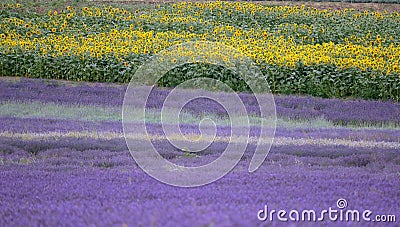 Lavender and sunflower field in Hitchin, England Stock Photo