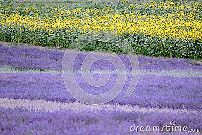 Lavender and sunflower field in Hitchin, England Stock Photo