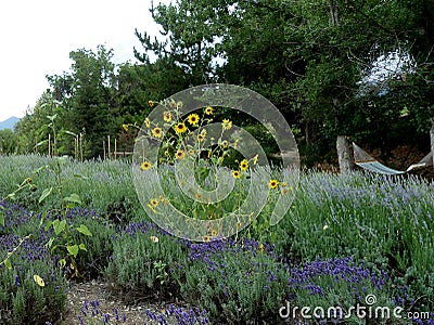 Lavender and Sunflowers with a Hammock Stock Photo