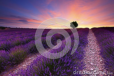 Lavender Stock Photo