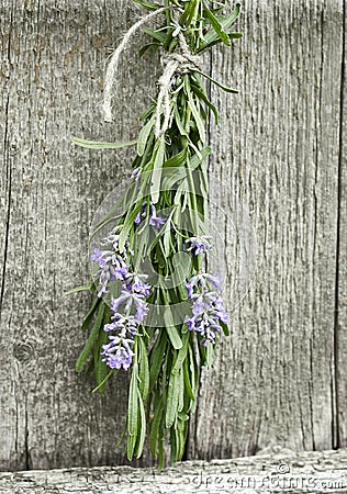 Lavender tuft hanging under the roof and drying on the background of old textured wooden wall Stock Photo