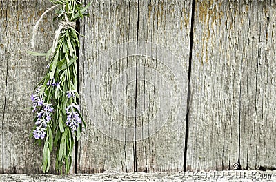 Lavender tuft hanging under the roof and drying on the background of old textured wooden wall Stock Photo