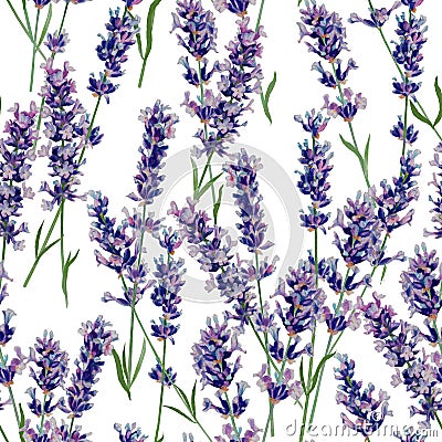 Lavender twigs watercolor sketching seamless pattern on a white background Stock Photo