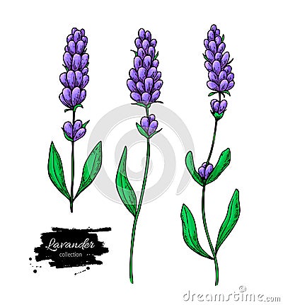 Lavender vector drawing set. Isolated wild flower and leaves. Herbal artistic style illustration. Vector Illustration