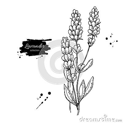 Lavender vector drawing set. Isolated wild flower and leaves. Herbal engraved style illustration. Vector Illustration