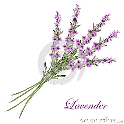 Lavender Vector Illustration
