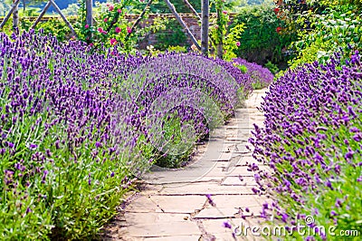 Lavender walk at Polesden Lacey country mansion Stock Photo