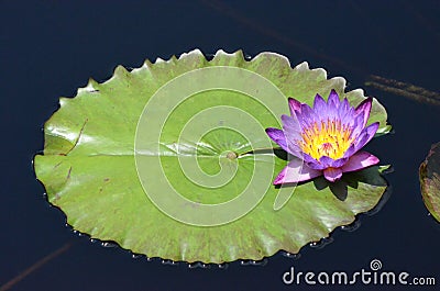 Lavender Waterlily Blossom With Lily Pad Stock Photo