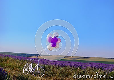 lavender with wedding white bicycle Stock Photo