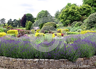 Lavenders in Calverlery Grounds in Royal Tunbridge Wells Editorial Stock Photo