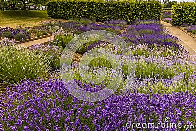 Lavenders grace a border in the village of Heacham, Norfolk, UK Stock Photo