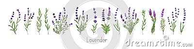 Lavenders, Provence flowers set. French floral herbs with purple and violet blooms. Colored botanical collection of wild Cartoon Illustration