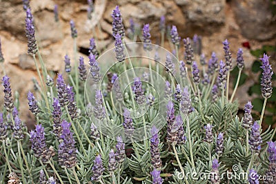 Lavendula dentata or French lavender blooming Stock Photo