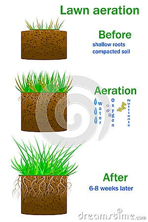 Lawn aeration infographics isolated on white background. Vector Illustration